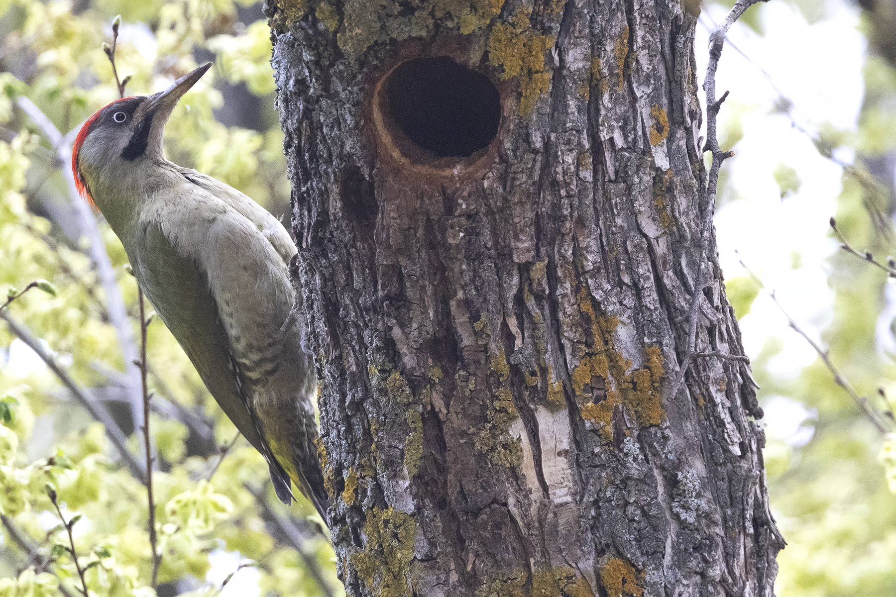 Levaillant's Woodpecker (image by Sjoerd Radstaak)