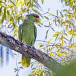 Lilac-crowned Parrot Western Mexico Pete Morris