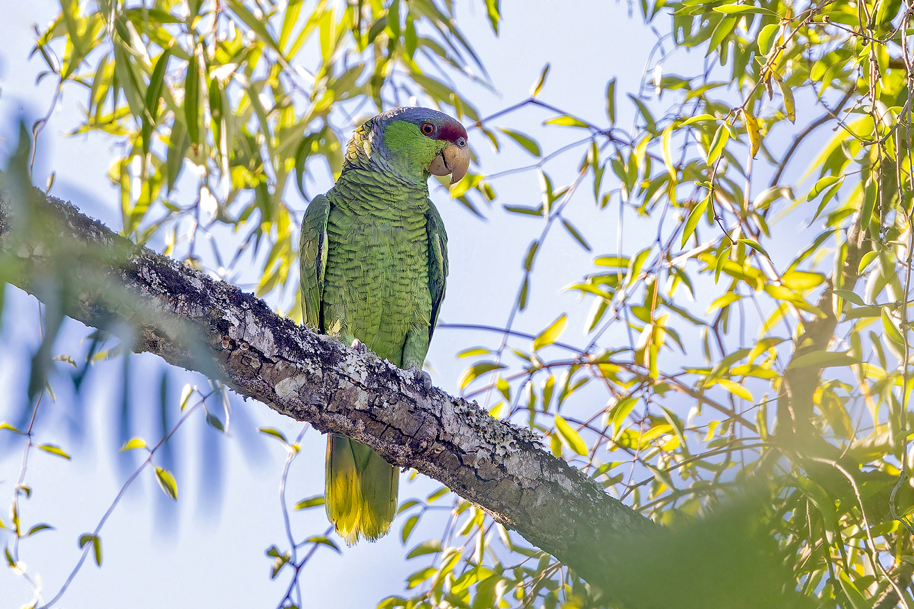 Lilac-crowned Parrot Western Mexico Pete Morris