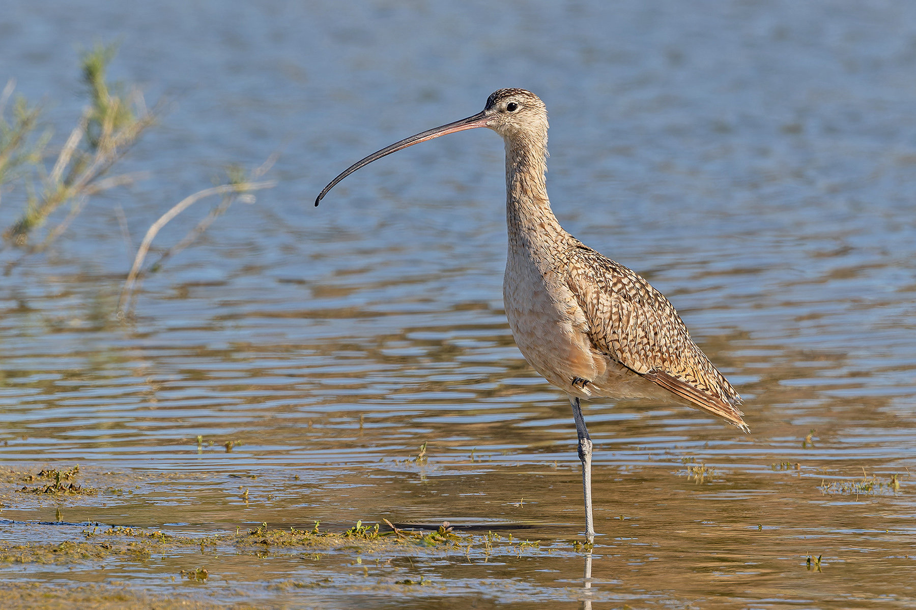 Long-billed Curlew (image by Pete Morris)