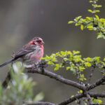 Long-tailed Rosefinch (image by Simon Mitchell)