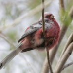 Long-tailed Rosefinch (image by Trevor Ellery)