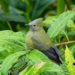Long-tailed Silky-Flycatcher (Image by Fito Downs)
