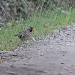 Long-tailed Wood Partridge (image by Pete Morris)