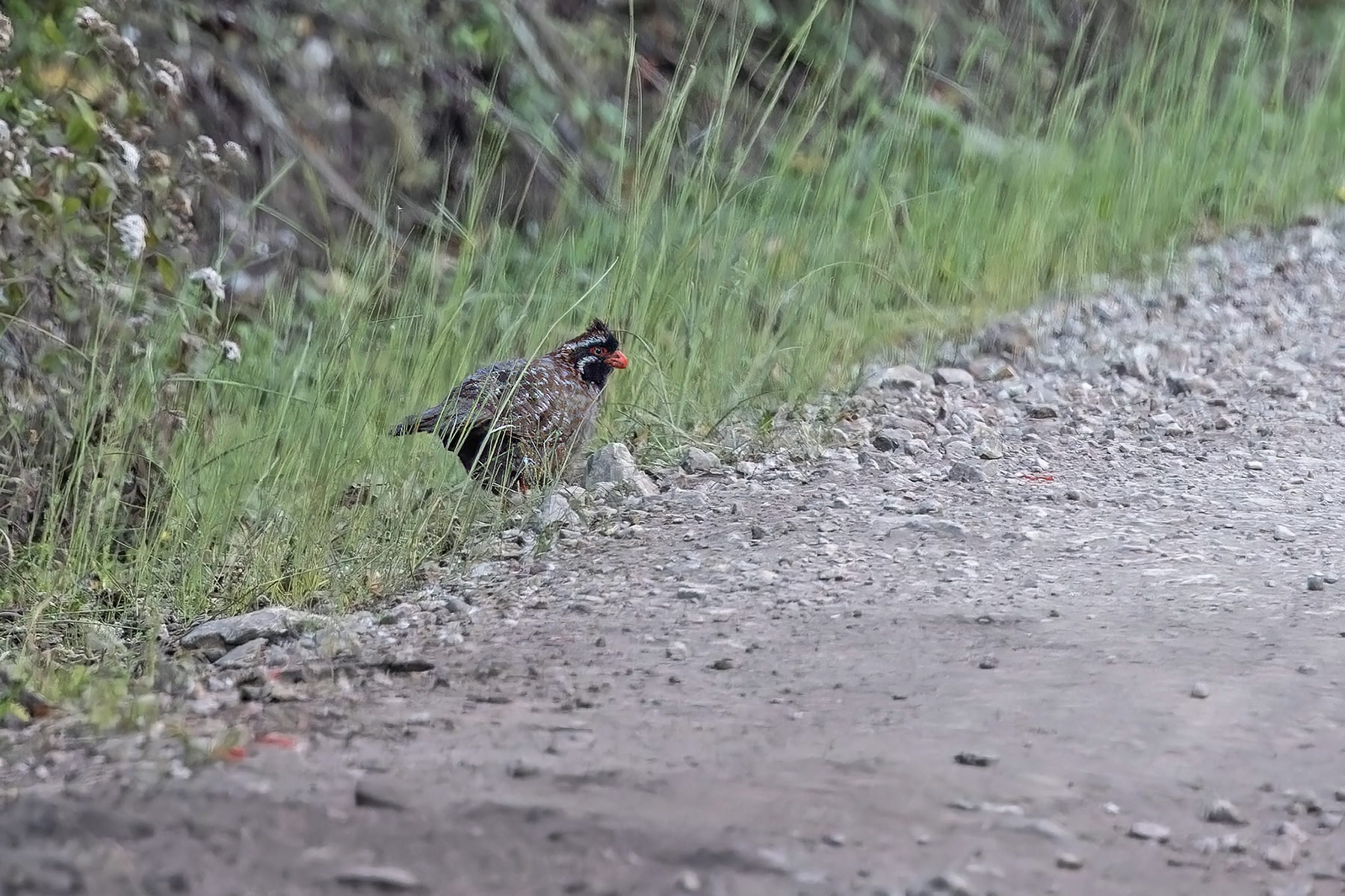 Long-tailed Wood Partridge (image by Pete Morris)