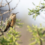 Lucifer Sheartail (image by Mike Watson)
