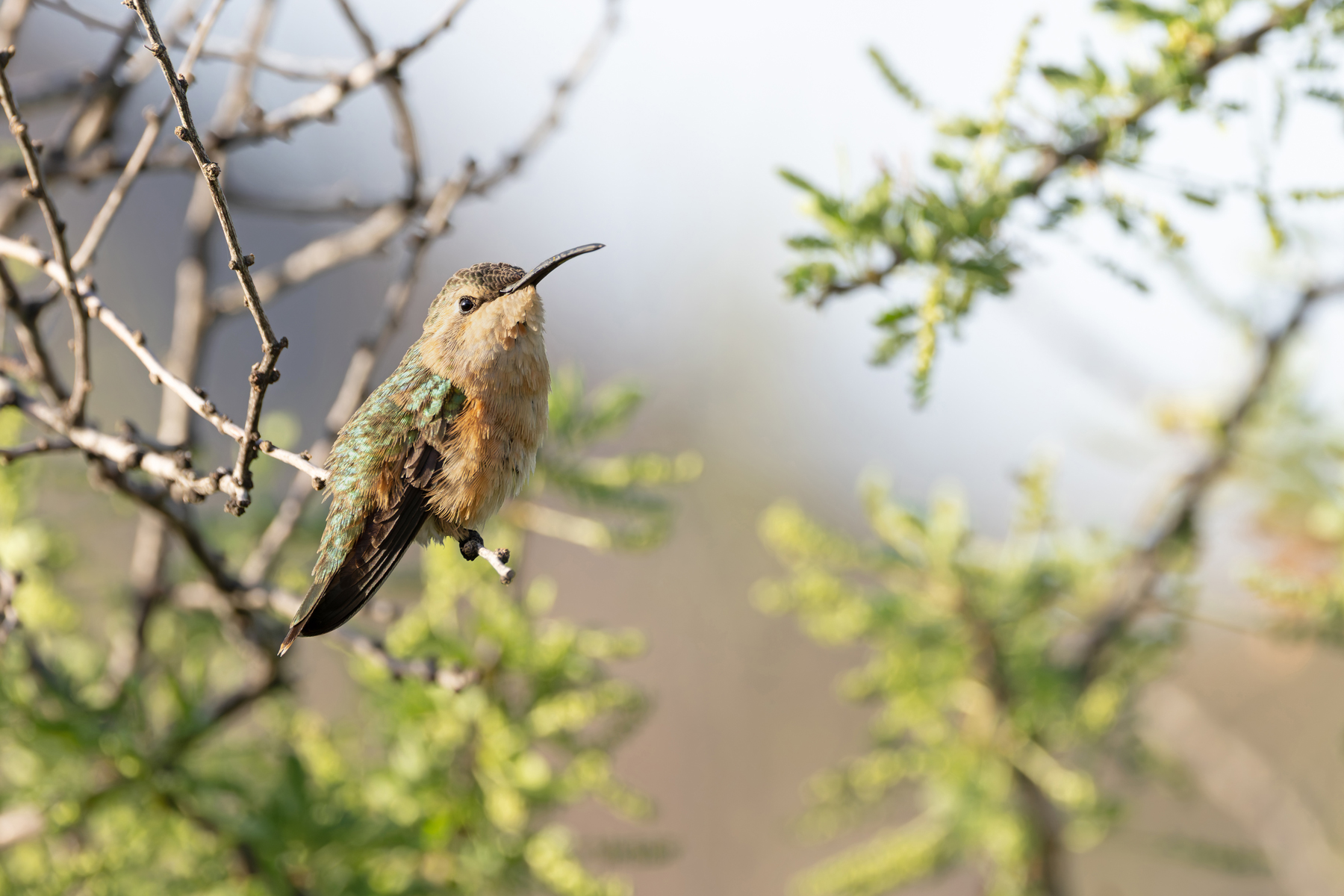 Lucifer Sheartail (image by Mike Watson)