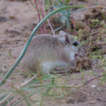 Lybian Jird (image by Mark Van Beirs)