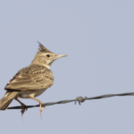 Maghreb Lark (image by Sjoerd Radstaak)