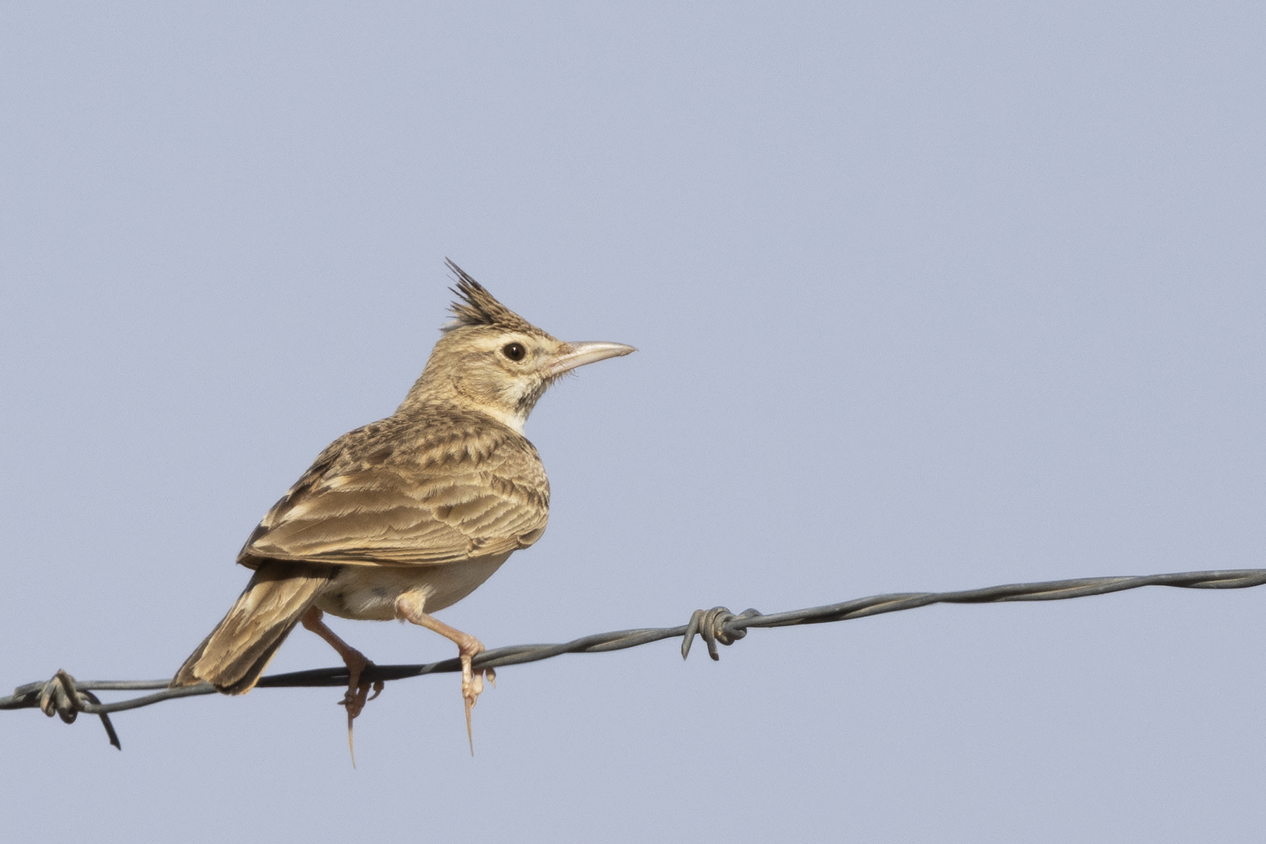 Maghreb Lark (image by Sjoerd Radstaak)