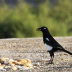 Maghreb Magpie (image by Sjoerd Radstaak)