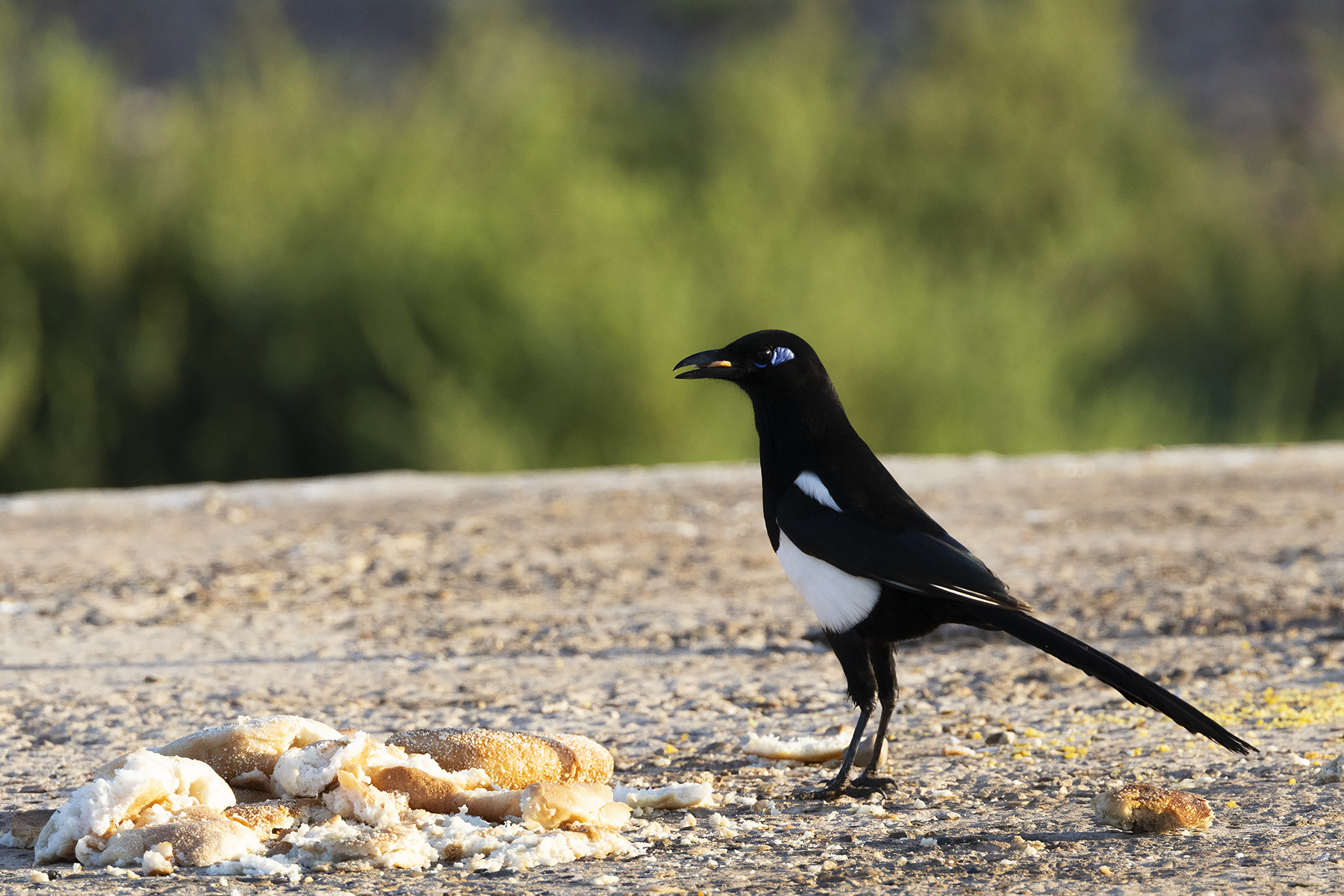 Maghreb Magpie (image by Sjoerd Radstaak)
