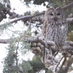 Maghreb Owl (image by Sjoerd Radstaak)