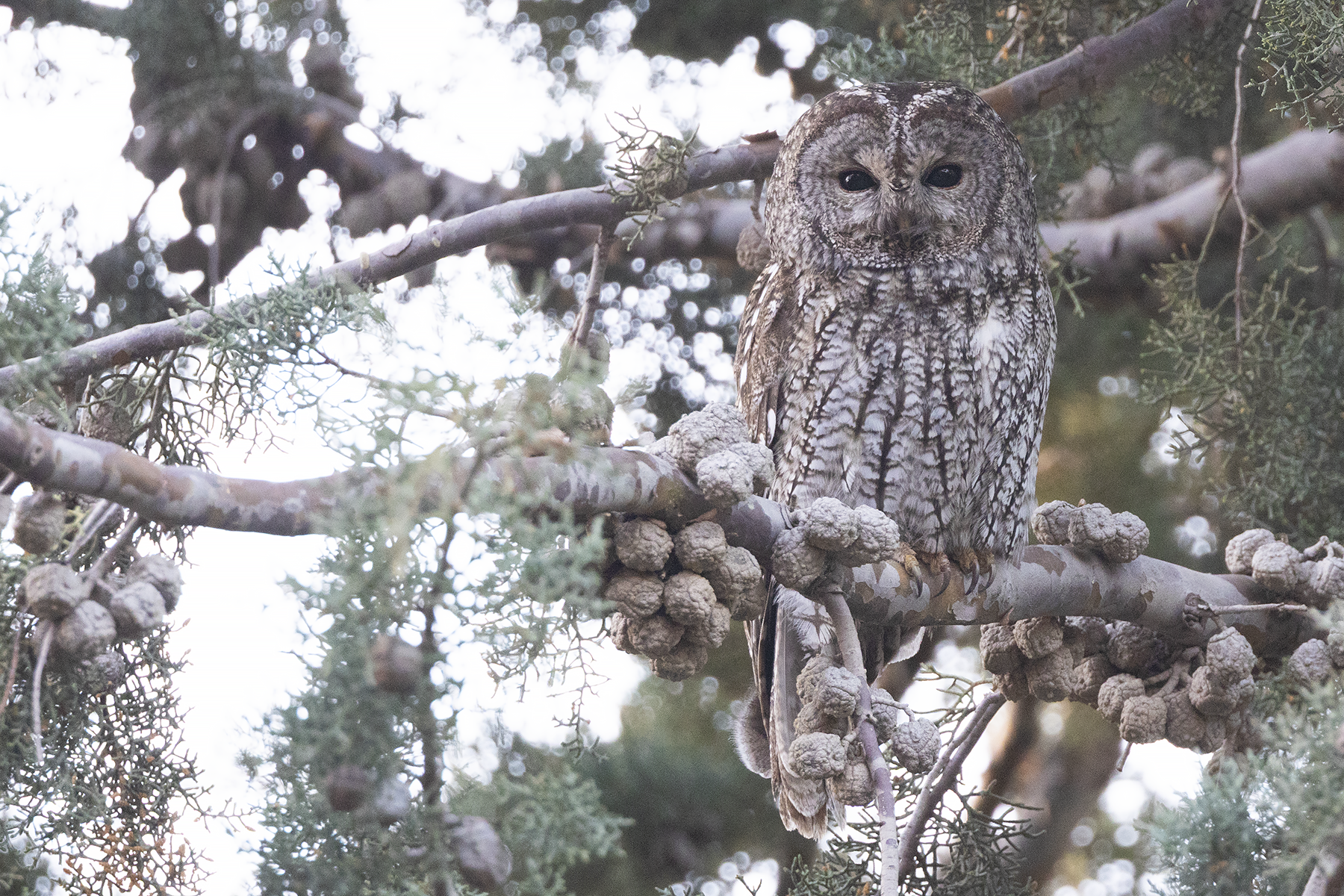 Maghreb Owl (image by Sjoerd Radstaak)