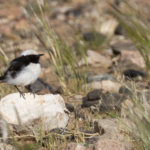 Maghreb Wheatear (image by Sjoerd Radstaak)