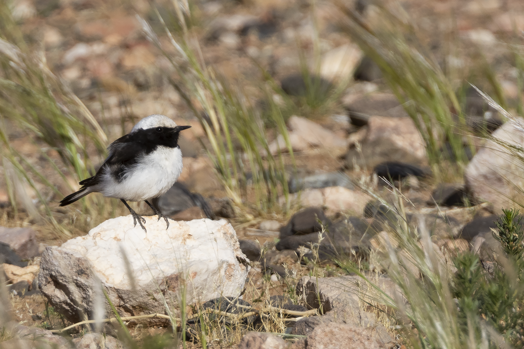 Maghreb Wheatear (image by Sjoerd Radstaak)