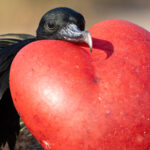 Magnificent Frigatebird (image by Mike Watson)