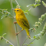 Mangrove Warbler (image by Mike Watson)