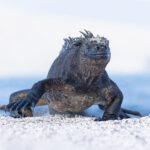 Marine Iguana (image by Mike Watson)