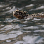 Marine Iguana (image by Mike Watson)