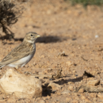 Mediterranean Short Toed Lark (image by Sjoerd Radstaak)