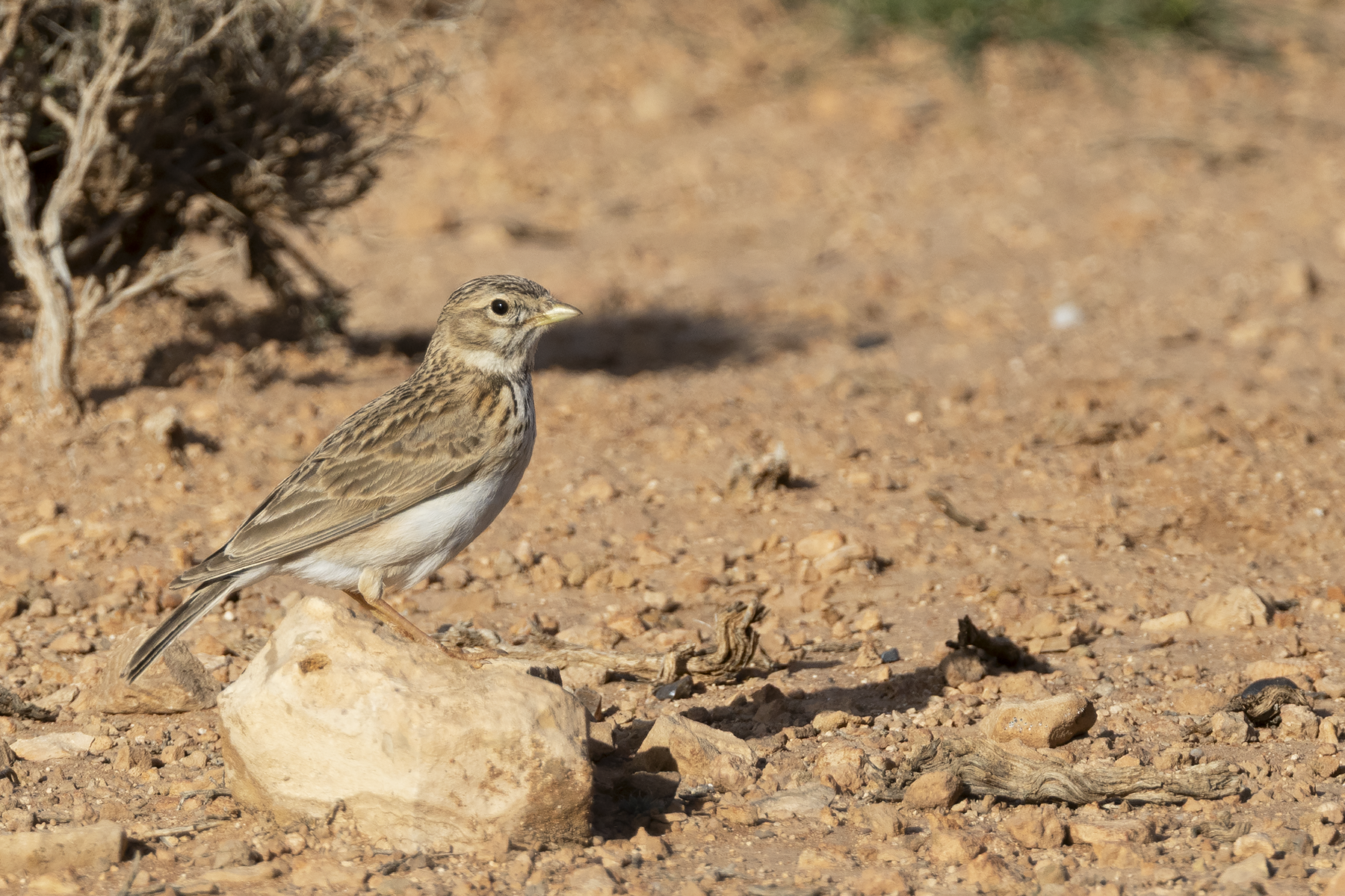 Mediterranean Short Toed Lark (image by Sjoerd Radstaak)