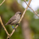 Medium Tree Finch (image by Mike Watson)