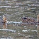 Mexican Ducks (image by Pete Morris)