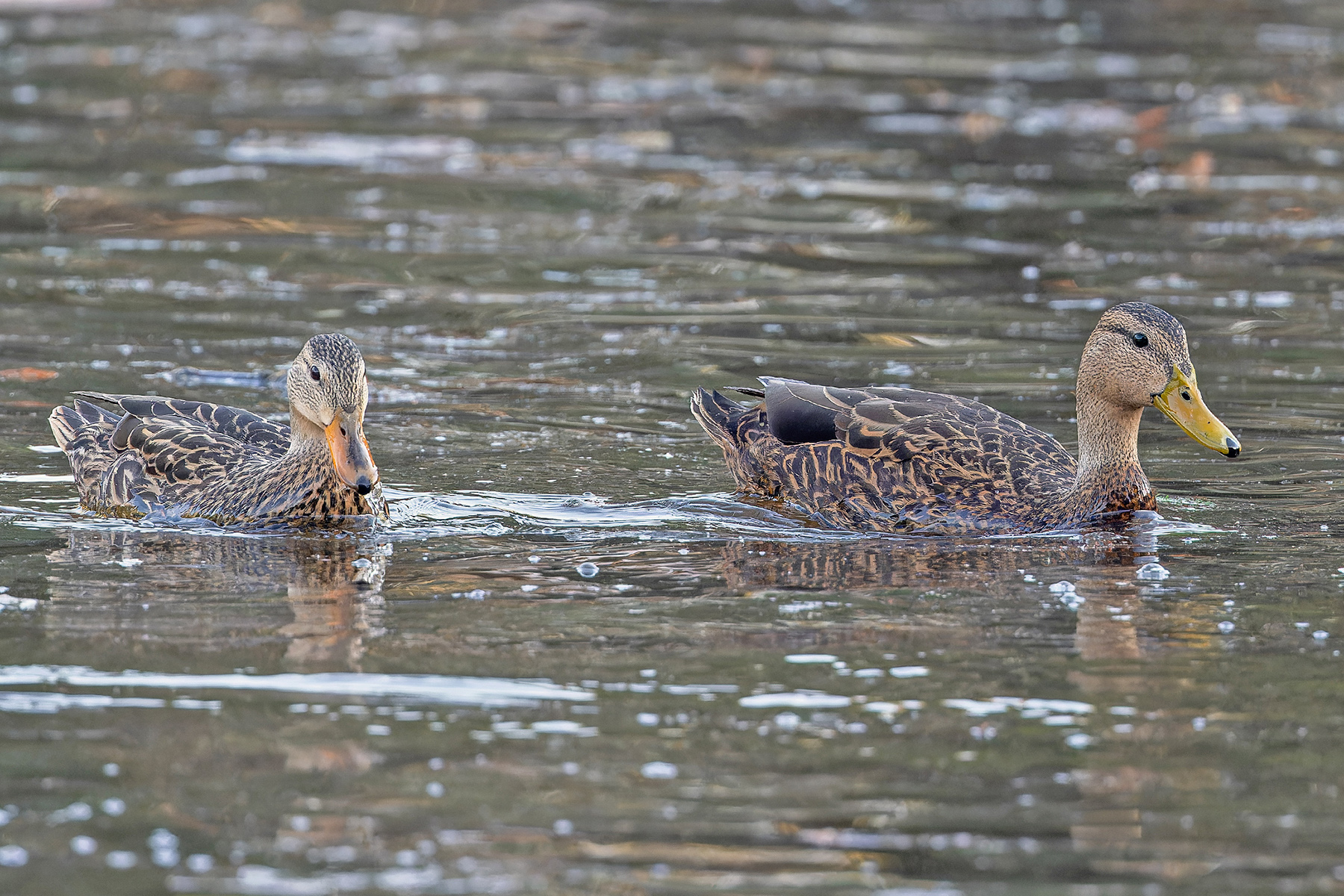 Mexican Ducks (image by Pete Morris)