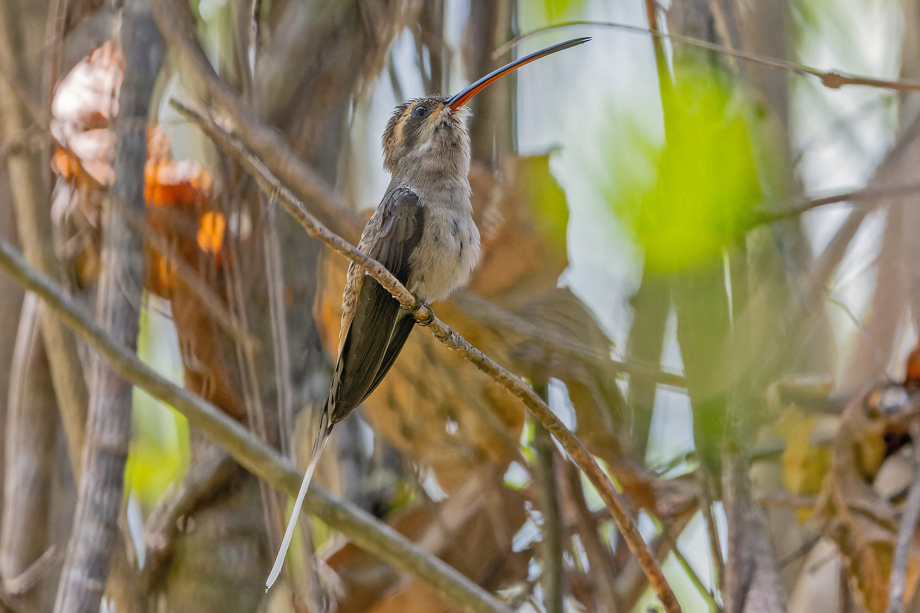 Mexican Hermit (image by Pete Morris)