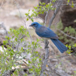 Mexican Jay (image by Mike Watson)