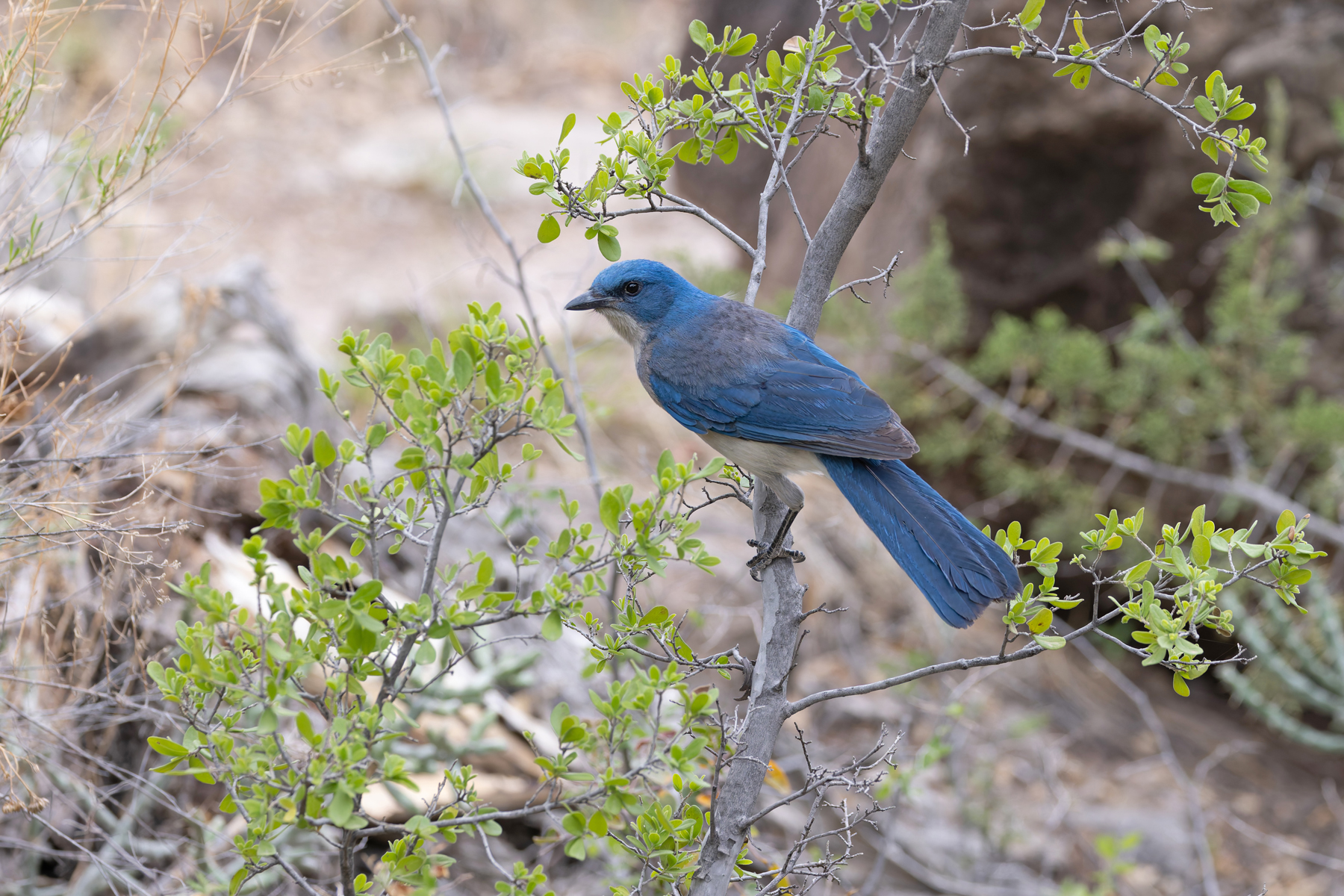 Mexican Jay (image by Mike Watson)