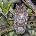 Middle American Screech Owl (image by Pete Morris)