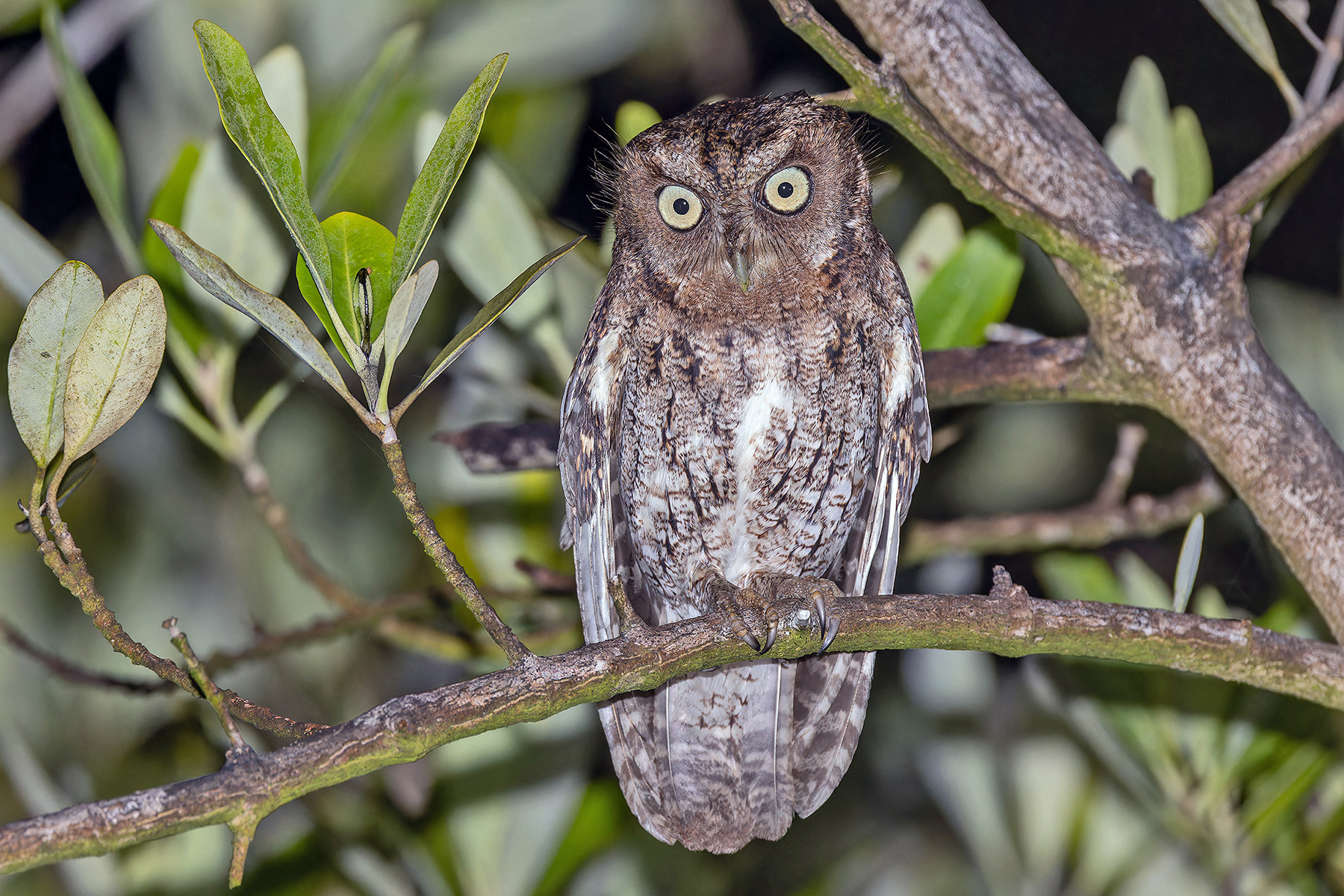 Middle American Screech Owl (image by Pete Morris)