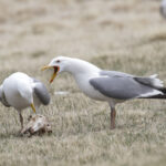Mongolian Gulls (image by Trevor Ellery)