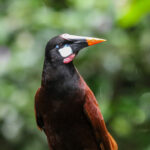 Montezuma Oropendola (Image by Fito Downs)