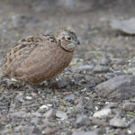 Montezuma Quail (image by Mike Watson)