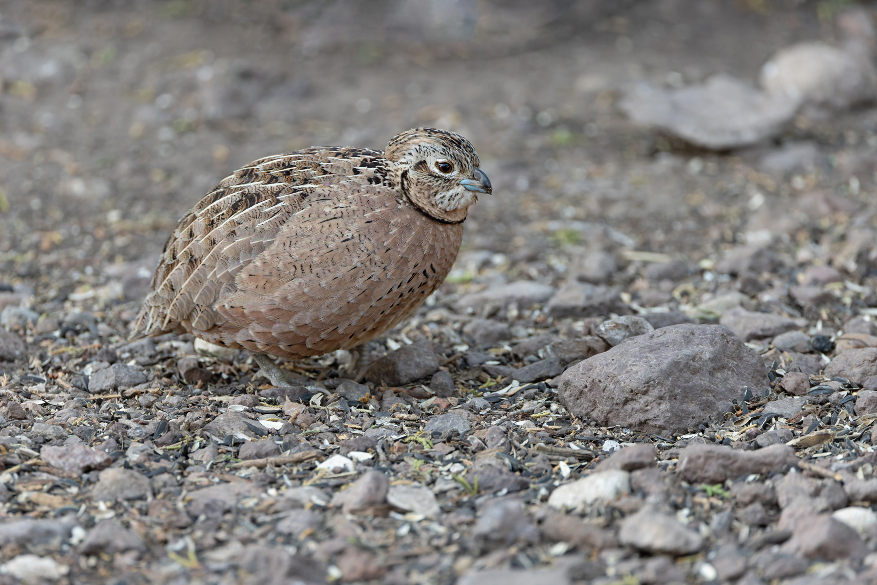 Montezuma Quail (image by Mike Watson)