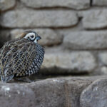 Montezuma Quail (image by Mike Watson)