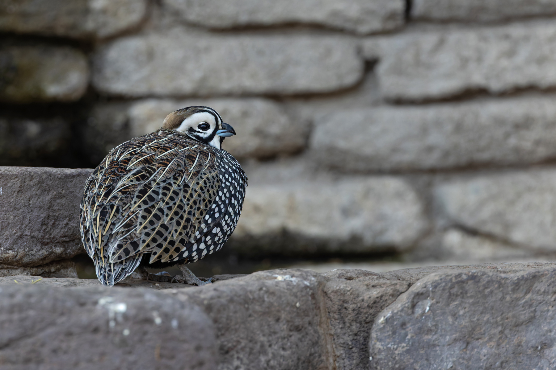 Montezuma Quail (image by Mike Watson)