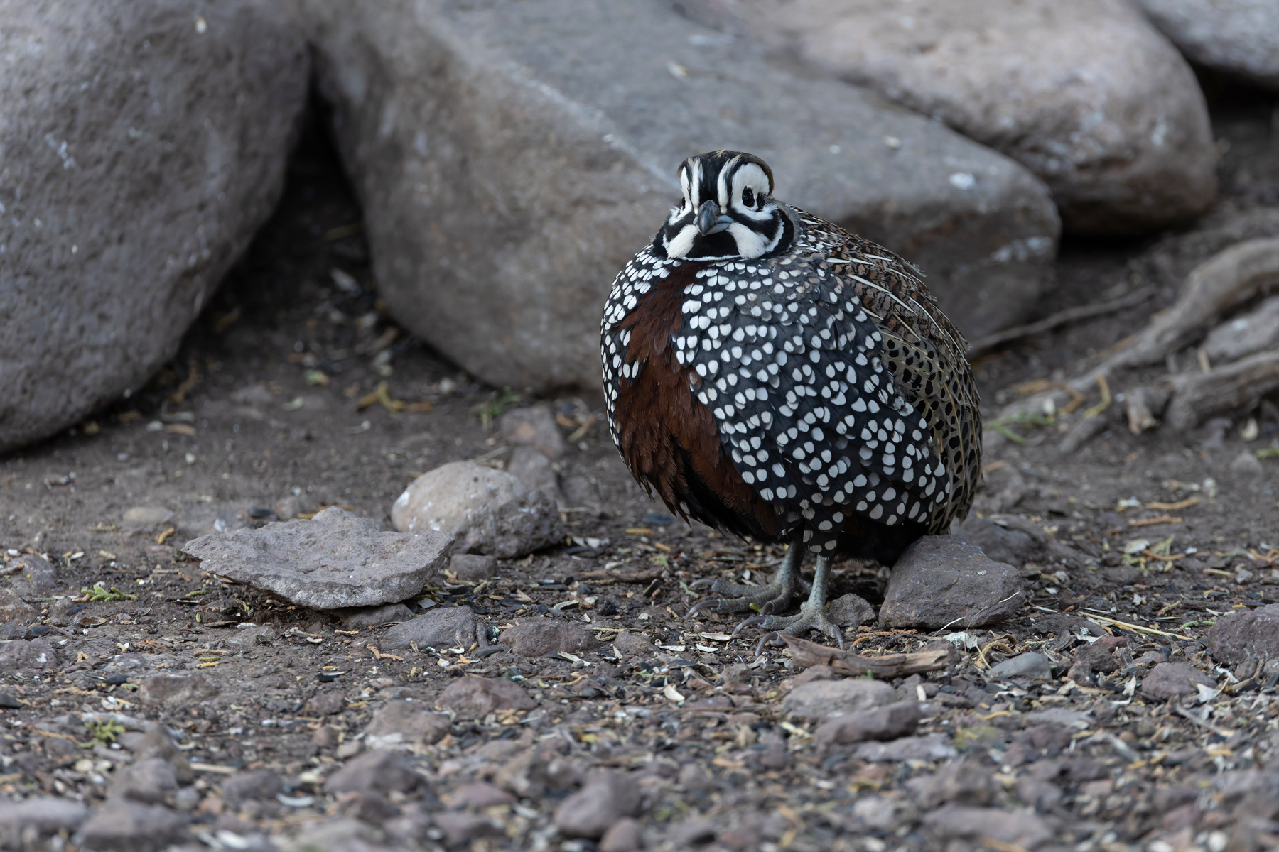 Montezuma Quail (image by Mike Watson)