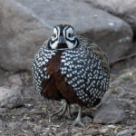 Montezuma Quail (image by Mike Watson)