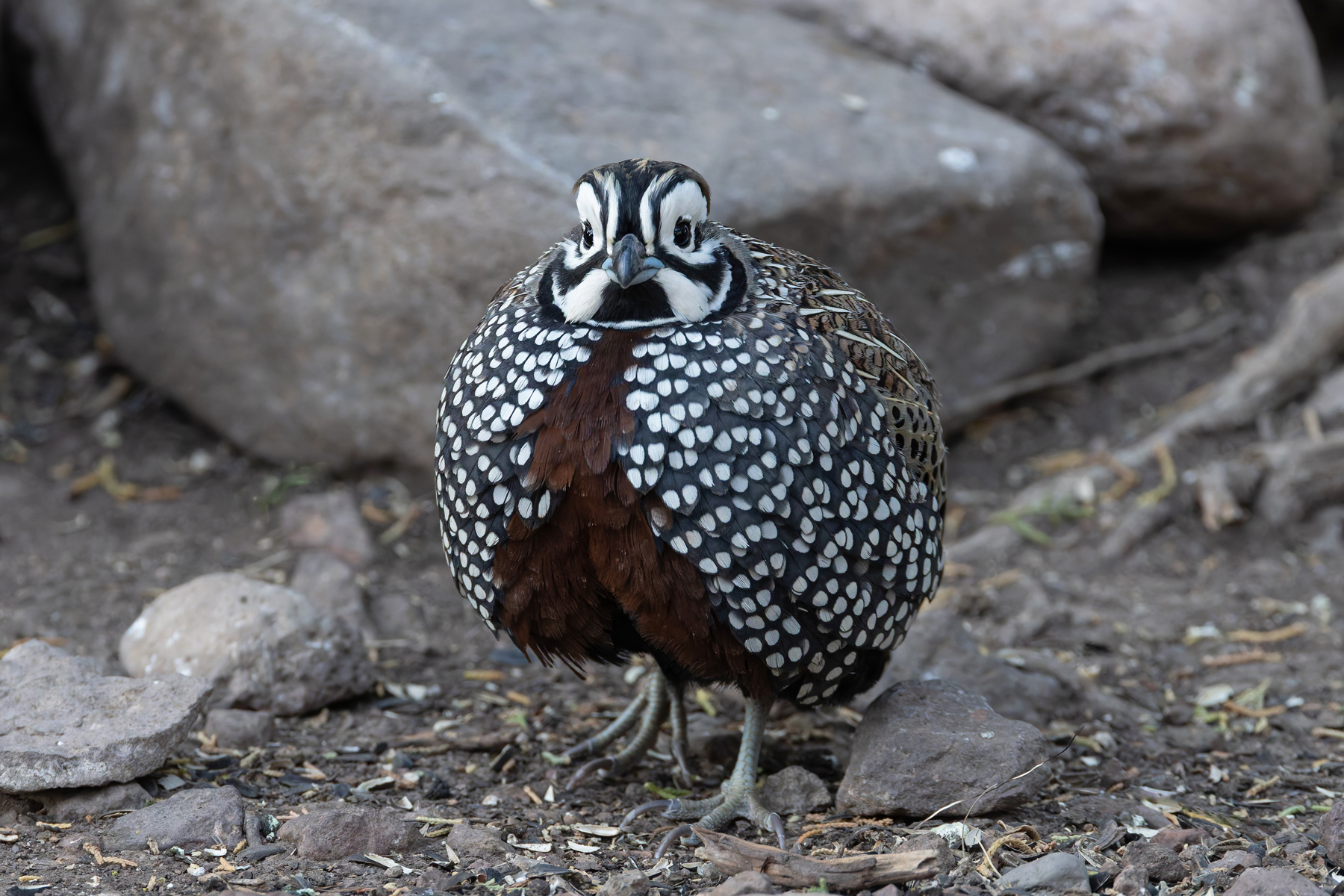 Montezuma Quail (image by Mike Watson)