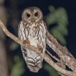 Mottled Owl (Mexican) (image by Pete Morris)