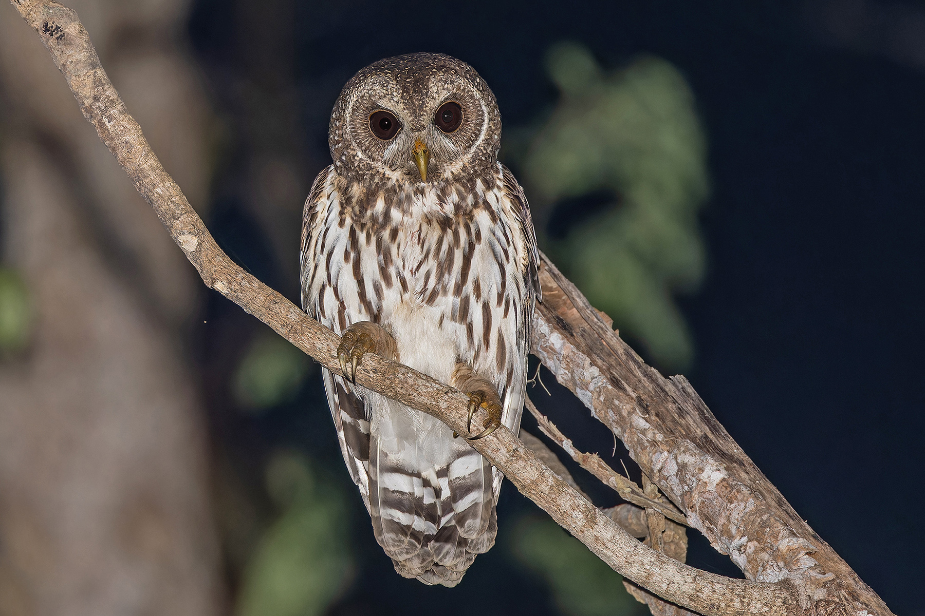 Mottled Owl (Mexican) (image by Pete Morris)