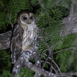 Mottled Owl (image by Mike Watson)