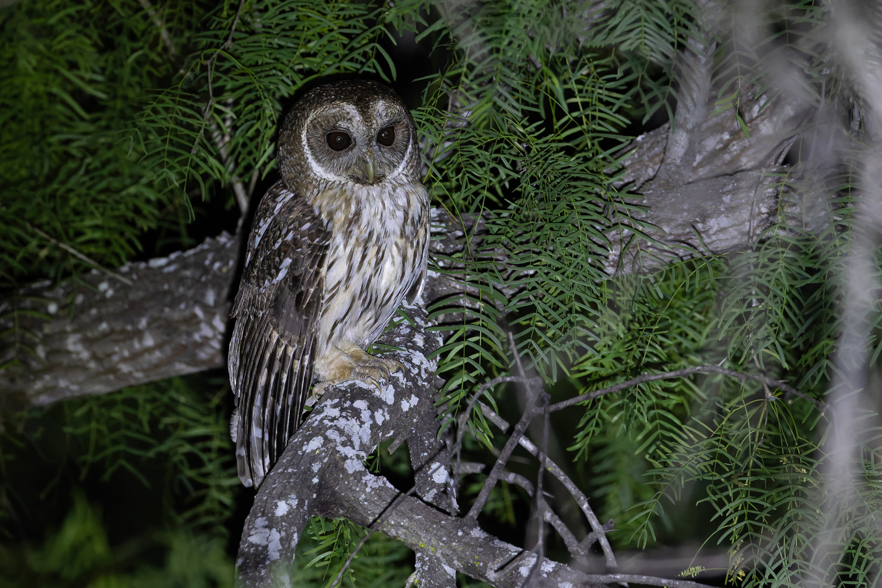 Mottled Owl (image by Mike Watson)