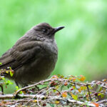 Mountain Thrush (Image by Fito Downs)