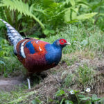 Mrs Hume's Pheasant (image by Simon Mitchell)