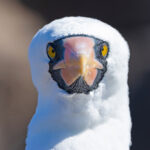 Nazca Booby (image by Mike Watson)